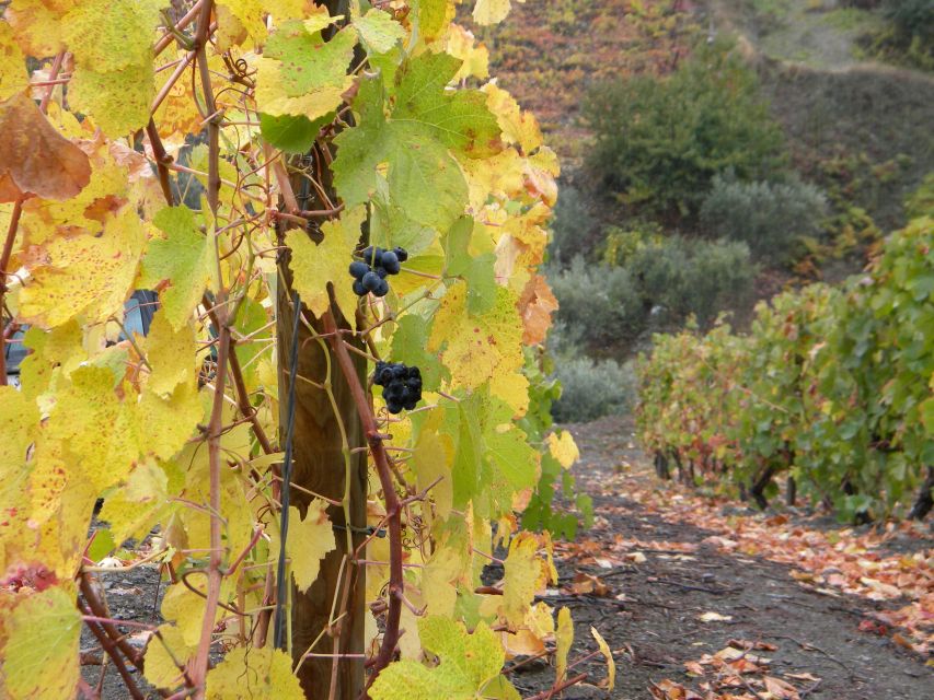 From Porto: Private Douro Valley Tour with Booking Service - Weather, timing and what to bring