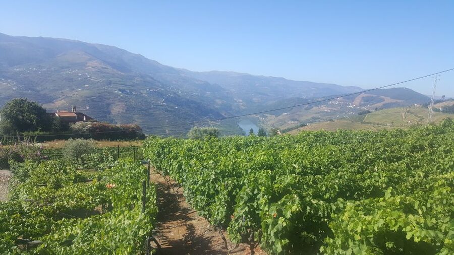 From Porto: Private Douro Valley Tour with Booking Service - What the private vehicle adds, and where it falls short