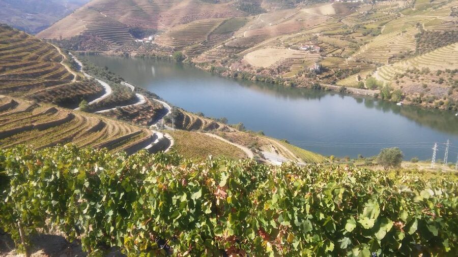 From Porto: Private Douro Valley Tour with Cruise and Wine - The value of $294 per person