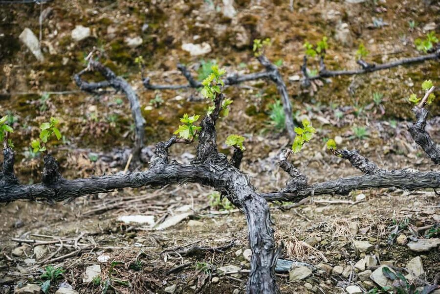 From Porto: Small Group Douro Valley Tour with Wine & Cruise - Who should book this Douro Valley tour