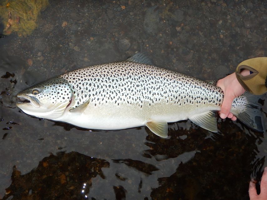 From Reykjavik: Lake and River Fishing Tour - Who will enjoy this day most?