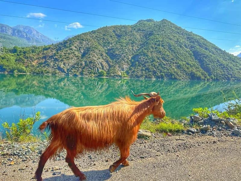 From Tirana/Shkodra: Komani Lake and Shala River Day Trip - Why this northern Albania day trip is worth the long ride