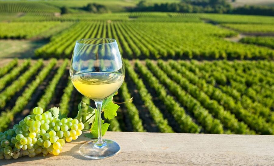From Tours: Loire Valley Wineries Day Trip with Tastings - A Loire wine day with more than tasting rooms