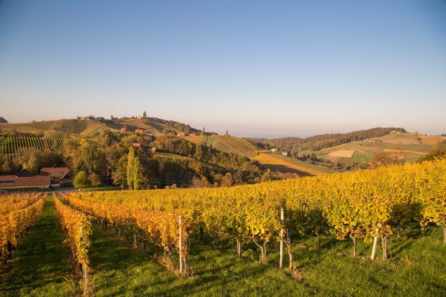 From Tours: Loire Valley Wineries Day Trip with Tastings - Tasting Chinon reds and understanding terroir