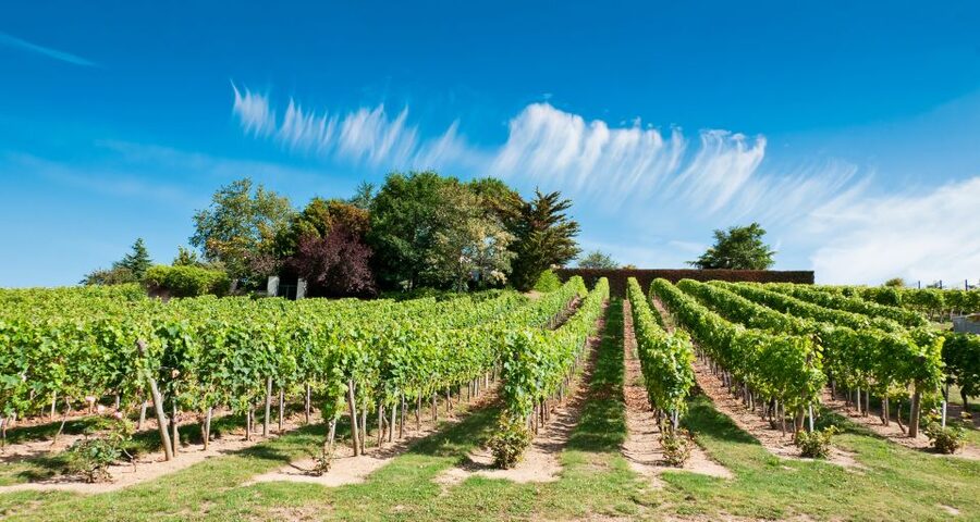 From Tours: Loire Valley Wineries Day Trip with Tastings - Two hours among Chinon’s old streets