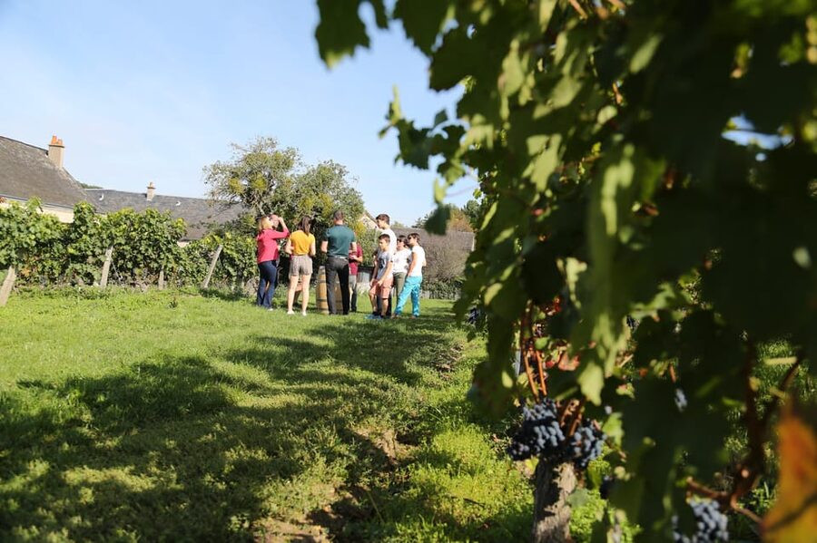 From Tours or Amboise: Loire Valley Wine Tour - Practical advice before you go
