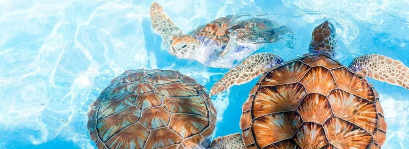 Galle Day Trip - River Safari, Sea Turtle & Stilt Fishermen - Masks, gems, and the stops you may skip