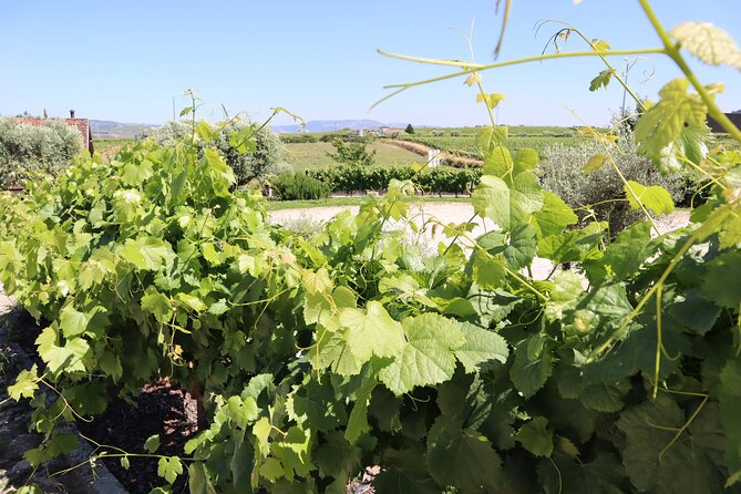 Genuine Douro Valley Tour: Visit 2 Wineries, Lunch & River Cruise - The rabello boat ride on the Douro