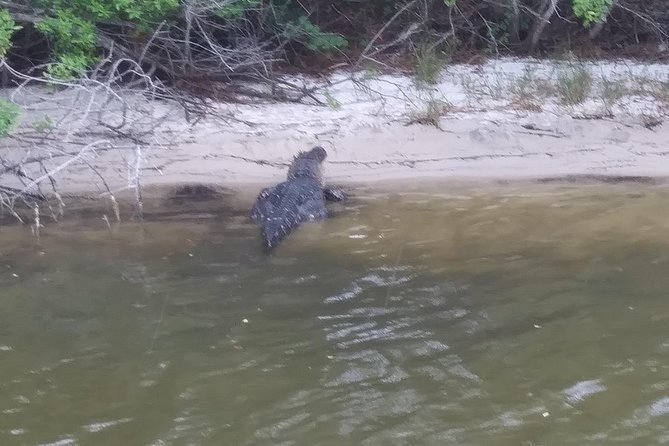Guided Two Hour Boat Tour of the Indian River Lagoon - Value for families, couples, and first-time visitors