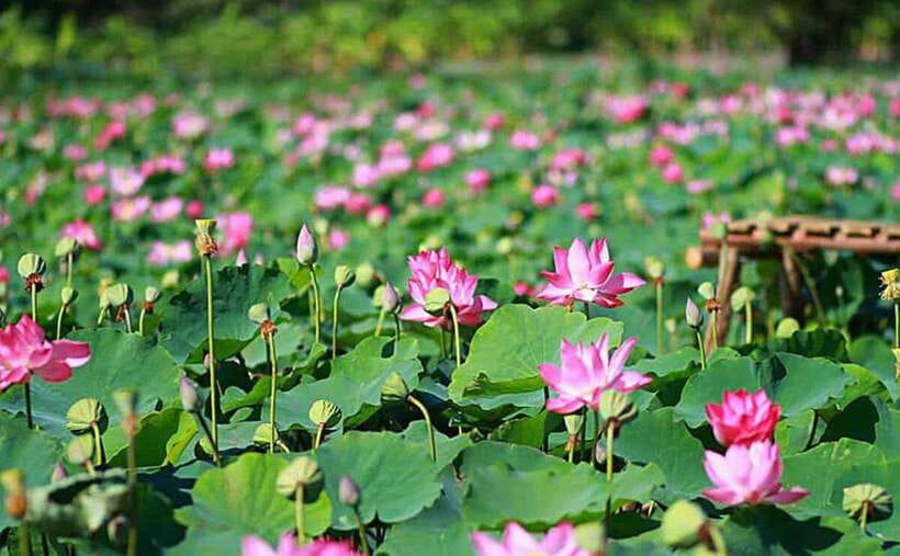 HCM: Authentic Dong Thap Mekong Delta Day Trip & Boat Ride - Why Xeo Quyt makes this trip different