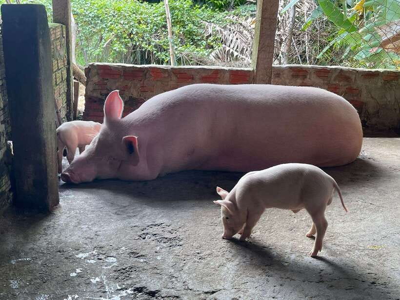 Hoi An: Countryside Villages and River Islands Private Tour - The Jeep ride through farms and narrow lanes