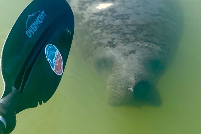 Indian River Clear Bottom Kayak or Paddleboarding Manatee and Dolphin Tour - Guides who shape the experience