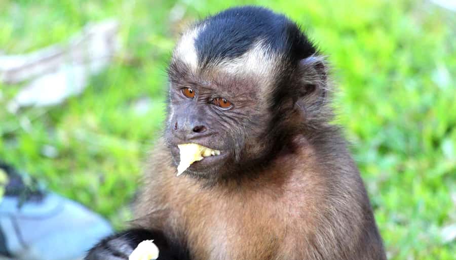 Iquitos: 3 Days and 2 Nights Guided Amazon Jungle Tour - Key points to know before booking