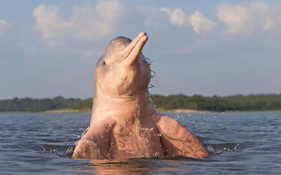 Iquitos: 3 Days and 2 Nights Guided Amazon Jungle Tour - From Iquitos to the Amazon River