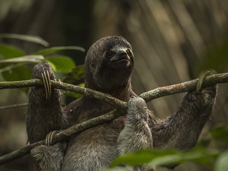 Iquitos: 3 Days and 2 Nights Guided Amazon Jungle Tour - Guide quality and communication