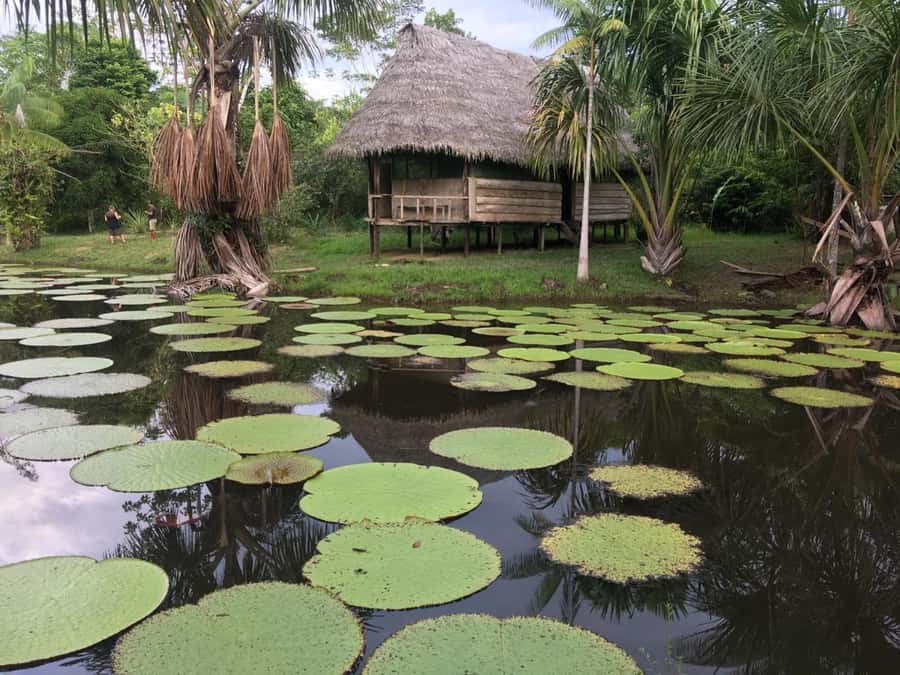 Iquitos: 3 Days and 2 Nights Guided Amazon Jungle Tour - Fundo Pedrito and the first look at Amazon wildlife