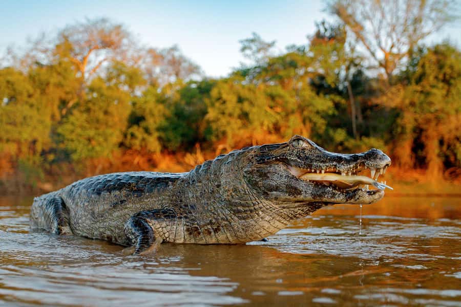 Iquitos: Full Day Tour in the Jungle | Amazon Safari - Why the river ride is the real heart of the day