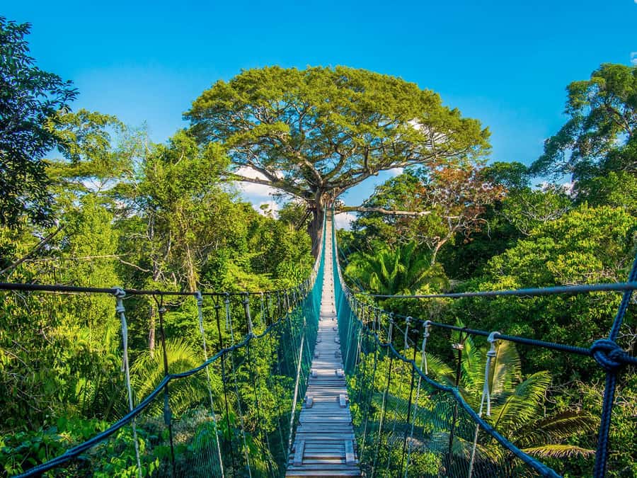 Iquitos: Full Day Tour in the Jungle | Amazon Safari - Meeting the Kukama community