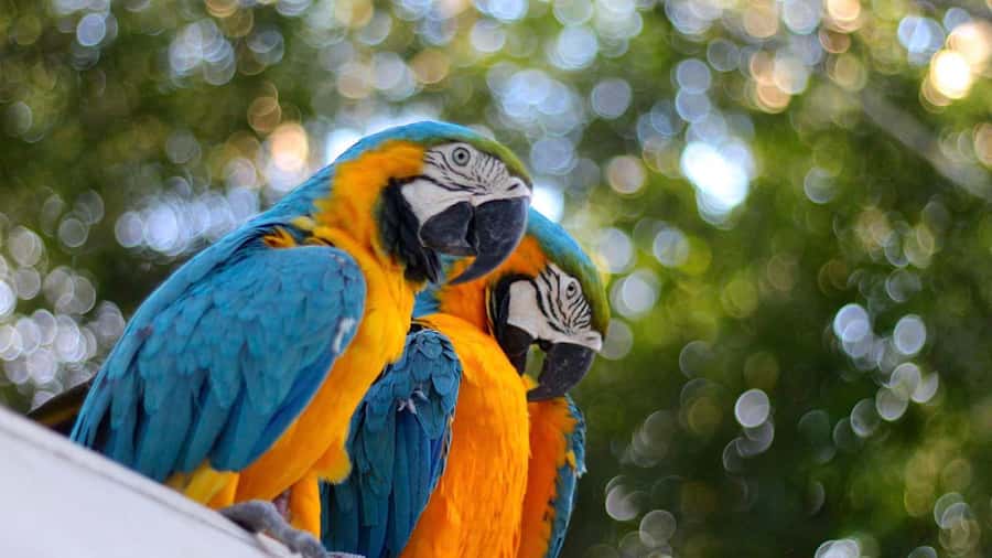 Iquitos: Full Day Tour in the Jungle | Amazon Safari - Practical preparation for an eight-hour day