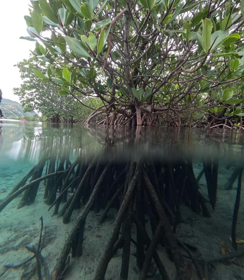 Iriomote island: Mangrove River SUP or Canoe Cruising Tour - Practical preparation for a smoother outing