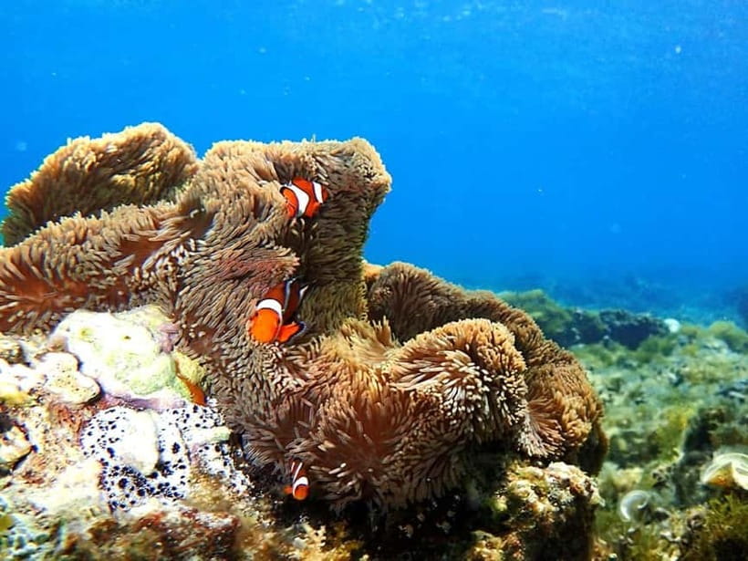 Ishigaki: Mangrove SUP or Canoe & Phantom Island Snorkeling - How the day is organized