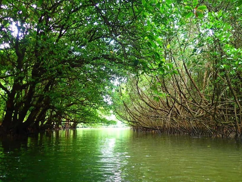 Ishigaki: Mangrove SUP or Canoe & Phantom Island Snorkeling - The Miyara River mangrove paddle