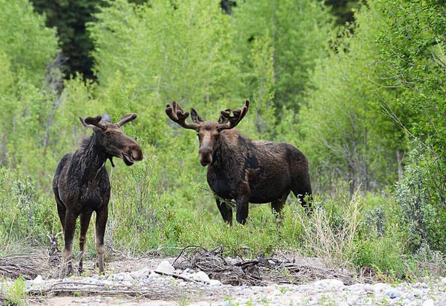 Jackson Hole: Snake River Scenic Float Tour with Chairs - Mountain views from a lower angle
