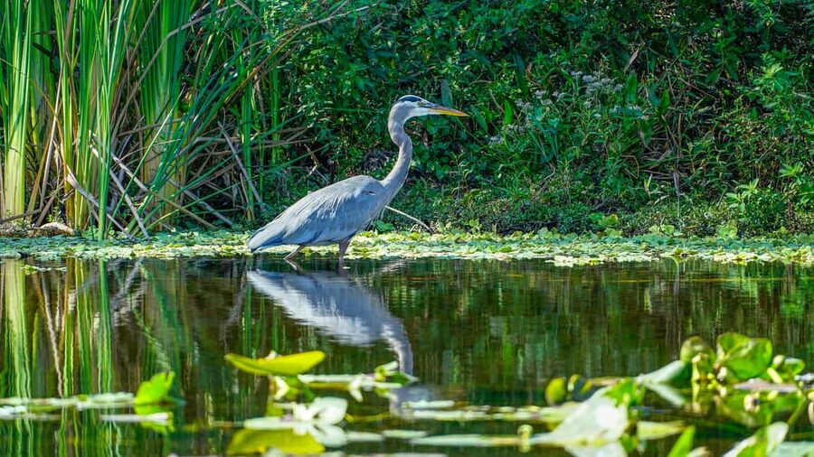 Jupiter: Wild and Scenic Loxahatchee River Kayak Tour - Learning the story of the Loxahatchee River