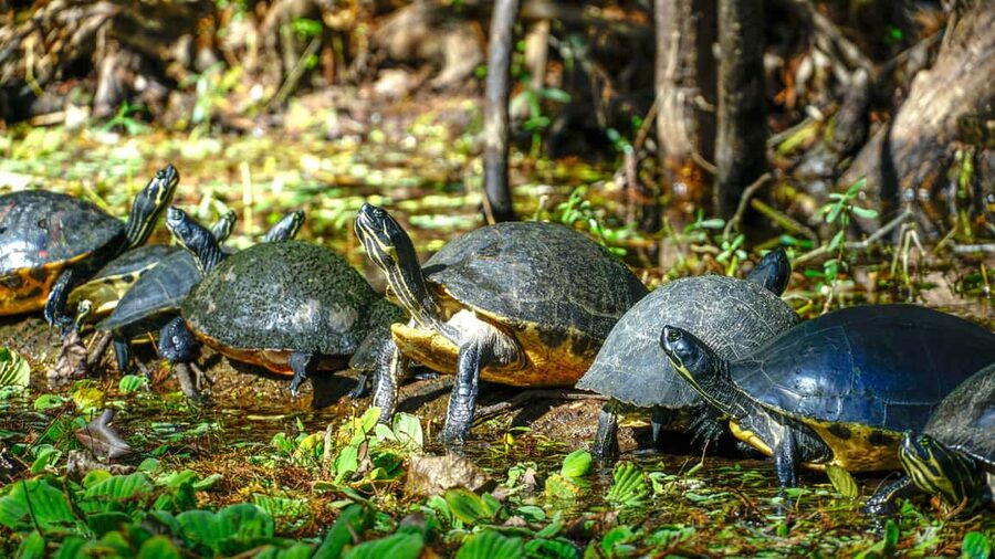 Jupiter: Wild and Scenic Loxahatchee River Kayak Tour - Is $69 a fair price?