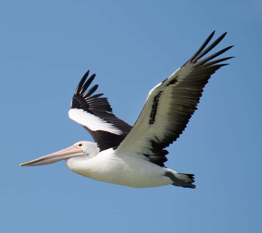 Kalbarri: Murchison River Wilderness Wildlife Cruise - Why the river mouth is the memorable finish