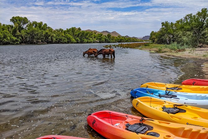 Kayaking the Salt River Foxtail Trip - Wild horses, birds, and the right pace