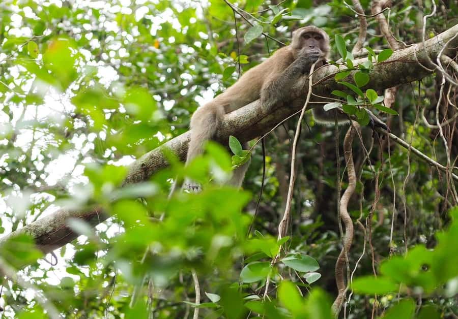 Khao Lak's Little Amazon: Canoe, Trek & Waterfall Day Trip - Thai lunch in the national park