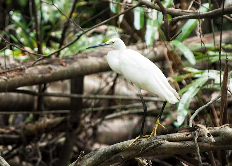 Khao Lak's Little Amazon: Canoe, Trek & Waterfall Day Trip - Rommanee Hot Springs as the final stop
