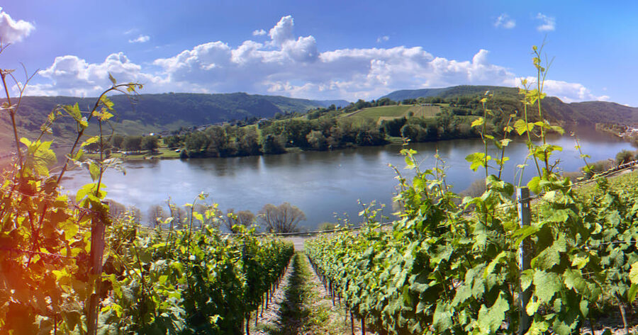 Kröv, Mosel: Covered wagon ride through the vineyards with wine tasting - Who will enjoy this most