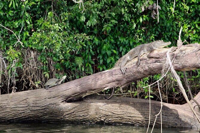 Kuranda Riverboat Sightseeing Cruise - The guides are a major part of the value