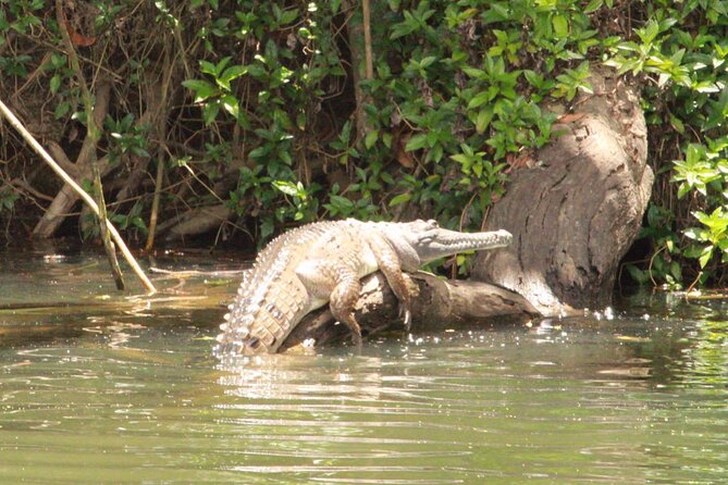 Kuranda Riverboat Sightseeing Cruise - Why the price makes sense