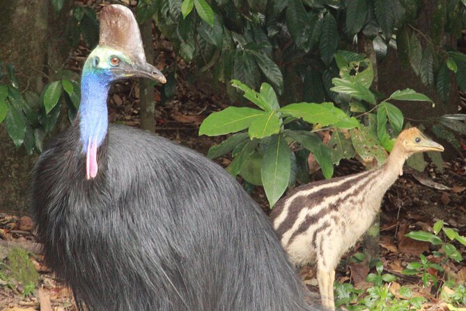 Kuranda Riverboat Sightseeing Cruise - Picking the right departure time