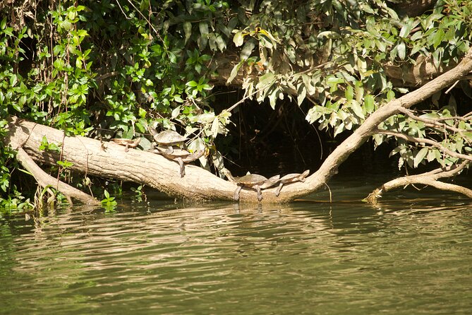 Kuranda Riverboat Sightseeing Cruise - Booking, weather, and cancellation details