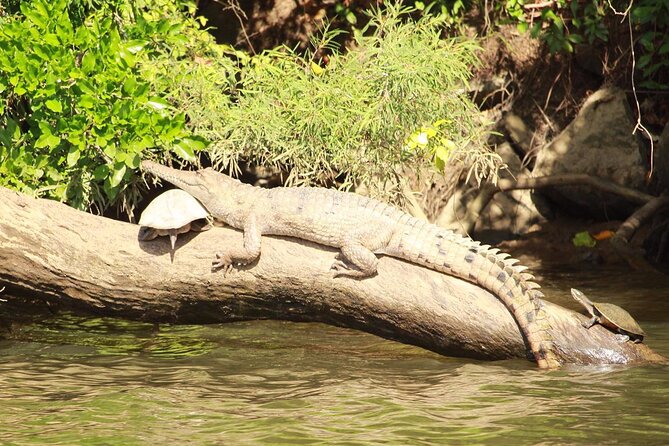 Kuranda Riverboat Sightseeing Cruise - What the 45-minute cruise feels like