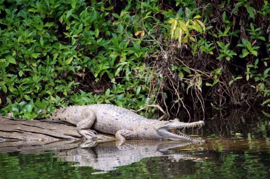 Kuranda: Riverboat Tour - Your best wildlife chances