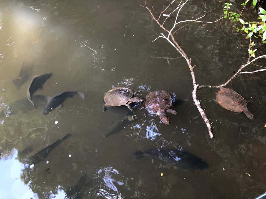 Kuranda: Riverboat Tour - Why the guides matter