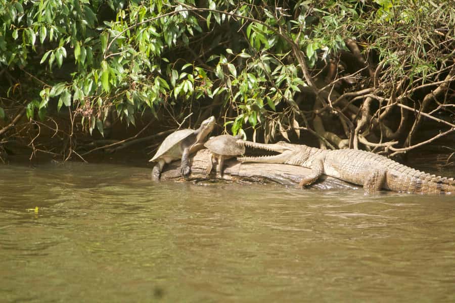 Kuranda: Riverboat Tour - Photography without rushing
