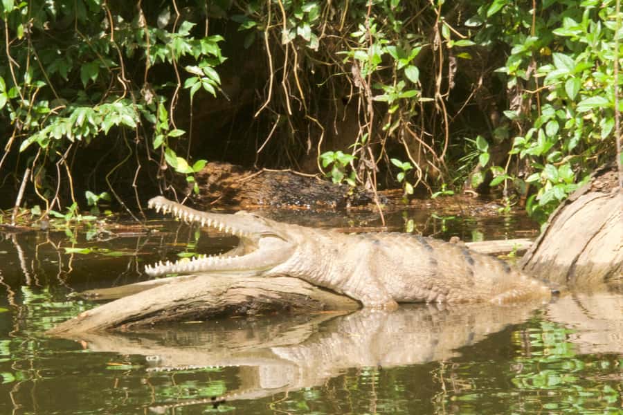 Kuranda: Riverboat Tour - Price, timing, and overall value