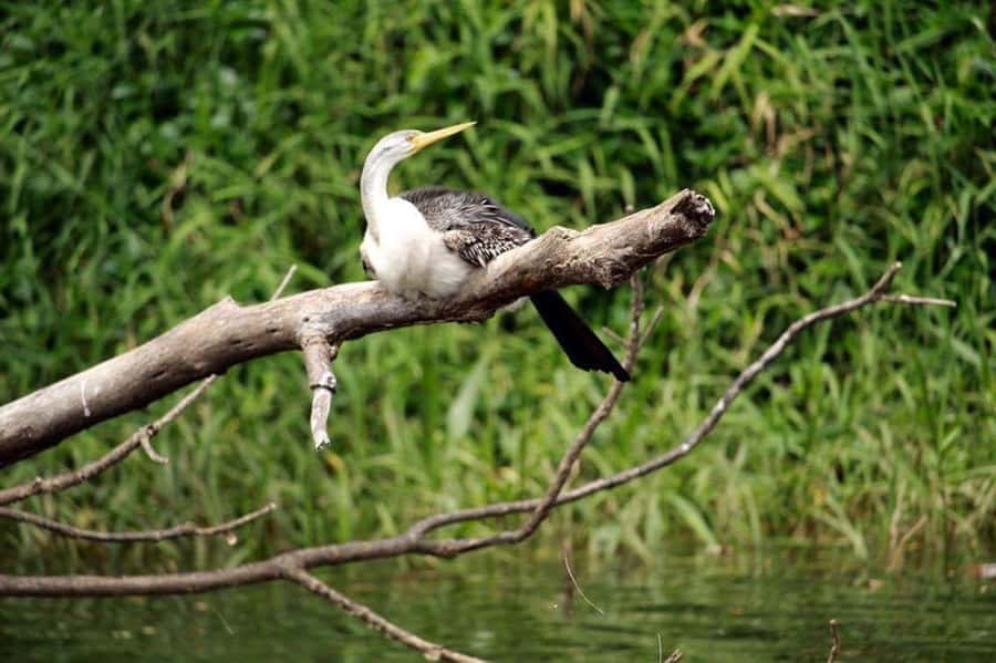 Kuranda: Riverboat Tour - What the 45-minute cruise feels like