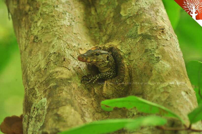 Langkawi: Kilim River Mangrove Safari Kayaking Tour - What makes this mangrove trip worth your time