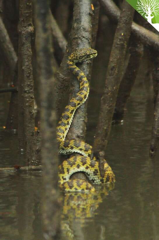 Langkawi: Kilim River Mangrove Safari Kayaking Tour - Paddling into the Kilim mangrove channels