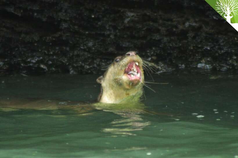 Langkawi: Kilim River Mangrove Safari Kayaking Tour - The Bat Cave and its insect-eating residents