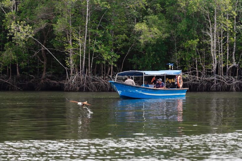 Langkawi: Mangrove River Cruise Sharing 3 Hours - Monkeys along the mangrove banks