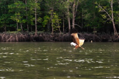 Langkawi: Mangrove River Cruise Sharing 3 Hours