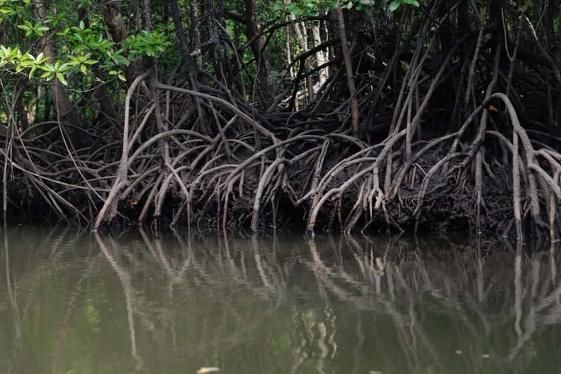 Langkawi: Mangrove River Cruise Sharing 3 Hours - Who should book this cruise?